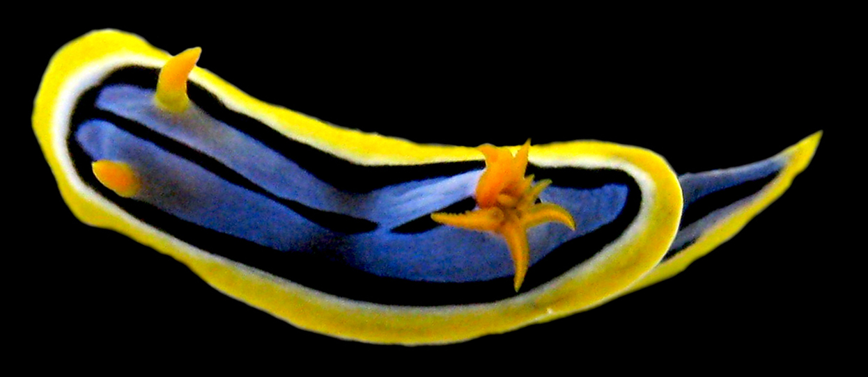 Chromodoris elisabethina: Pic by Anne Winters.