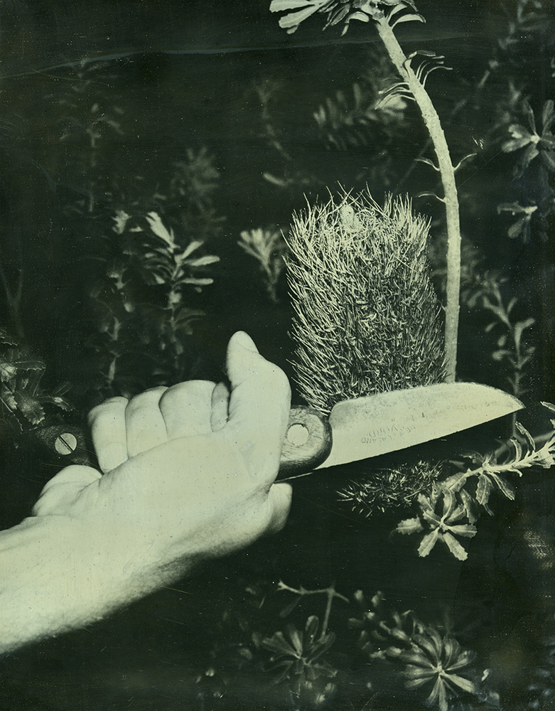 James Tylor - Terra Botanica I (Banksia grandis) 2015