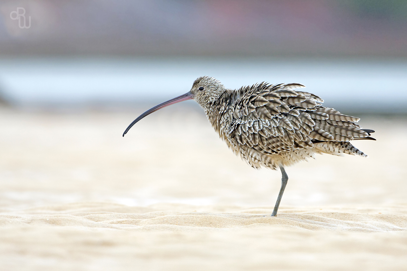 The eastern curlew migrates from Australia to Russia