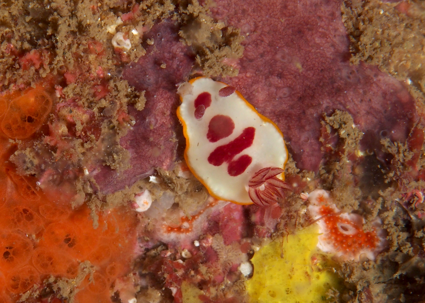 Goniobranchus_Splendidus. The red and white part of the pattern varies significantly, but fish have learned to look for the yellow circle - which is consistent. Photo: Cedric van den Berg