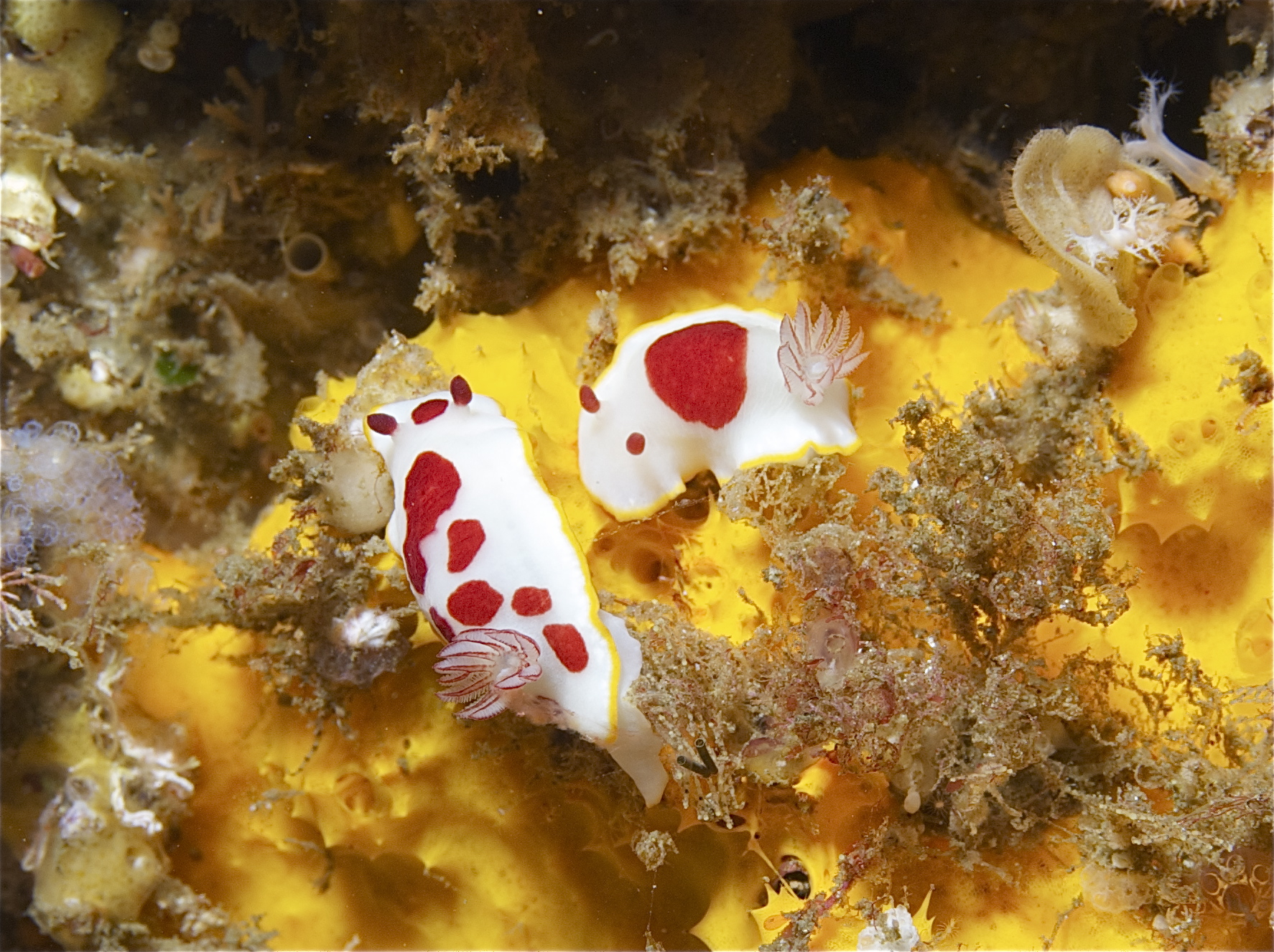 Goniobranchus_Splendidus. The red and white part of the pattern varies significantly, but fish have learned to look for the yellow circle - which is consistent. Photo: Steve Clay