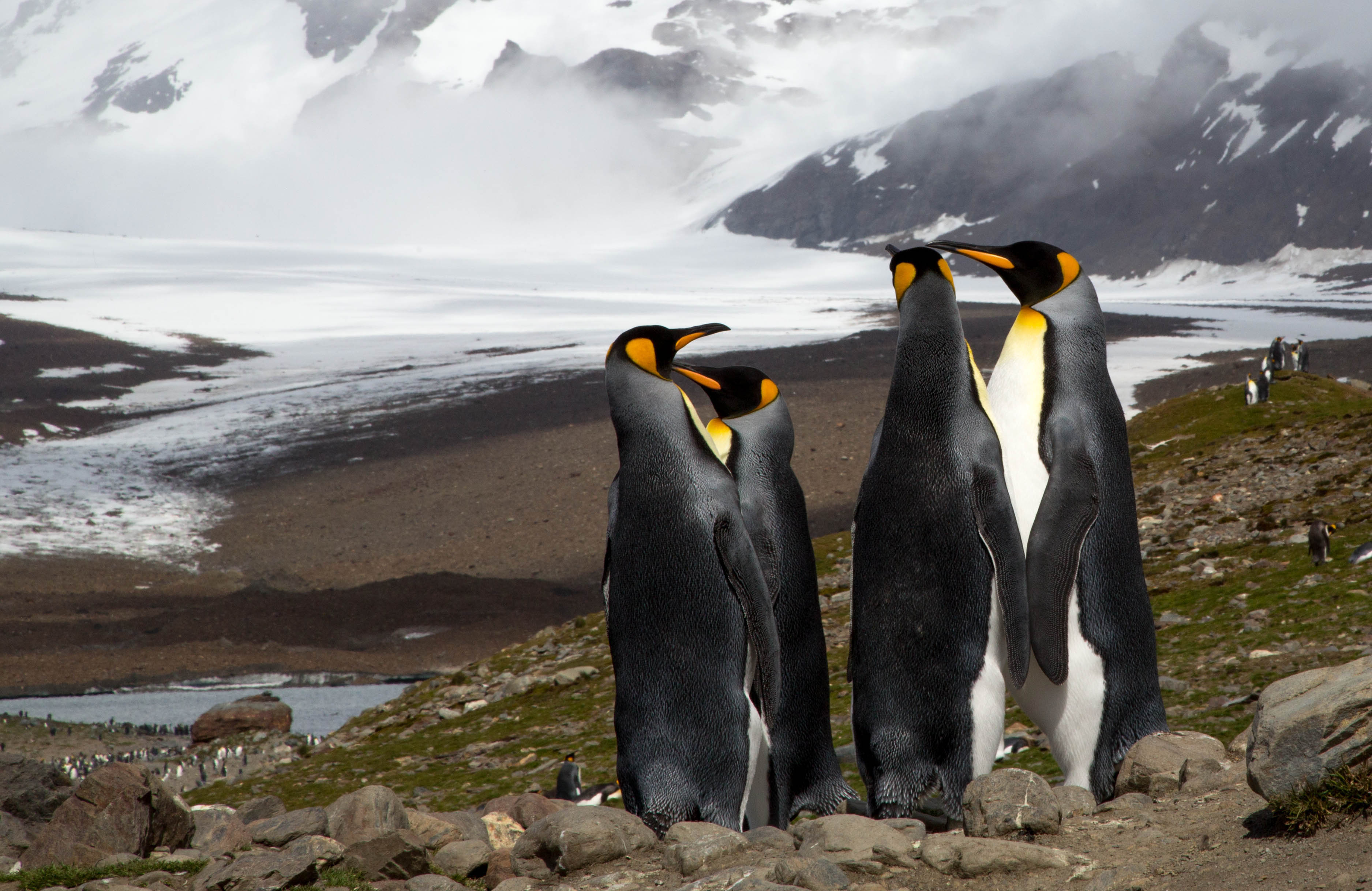 Penguins in Antarctica Unsplash