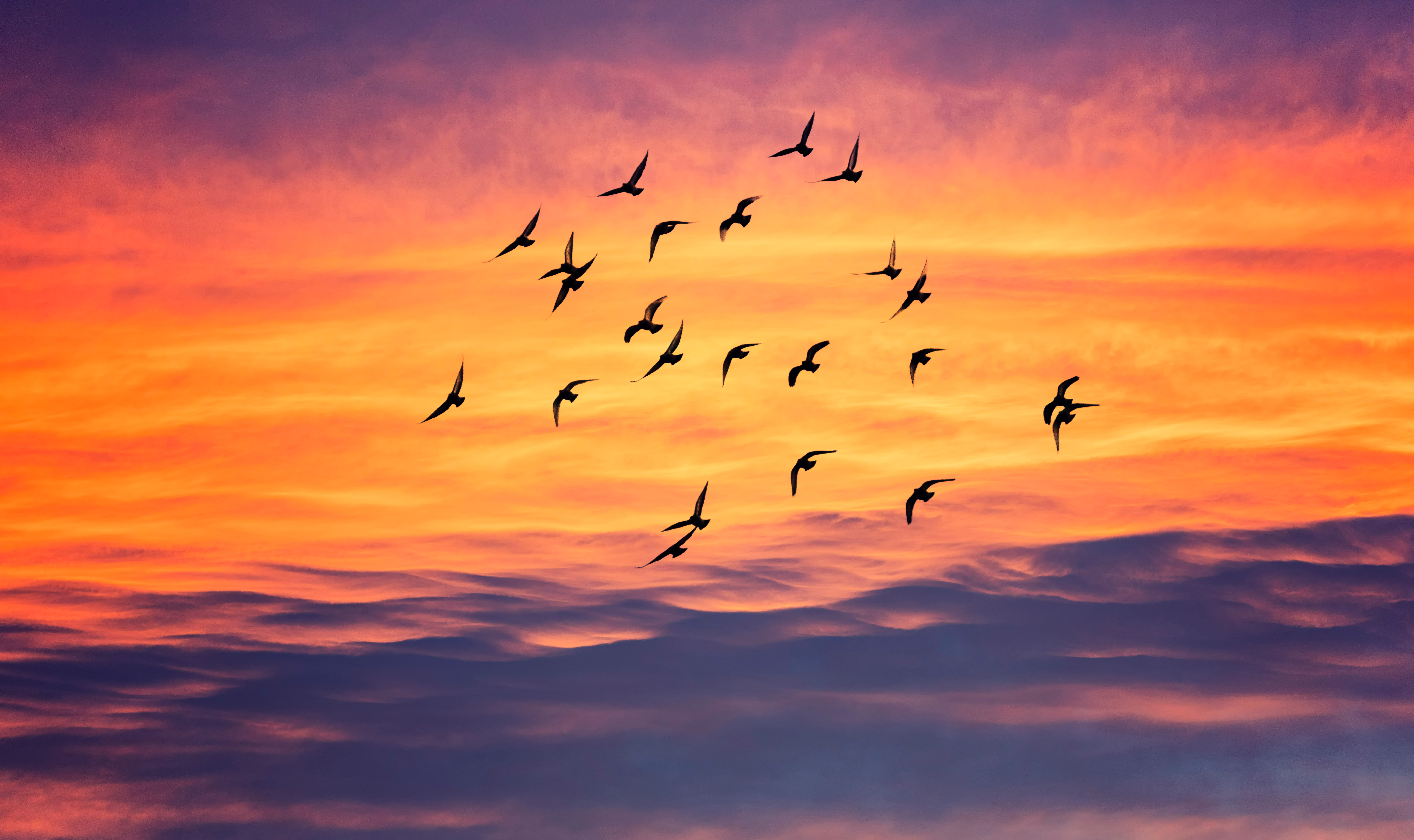 A flock of birds flying at sunset.