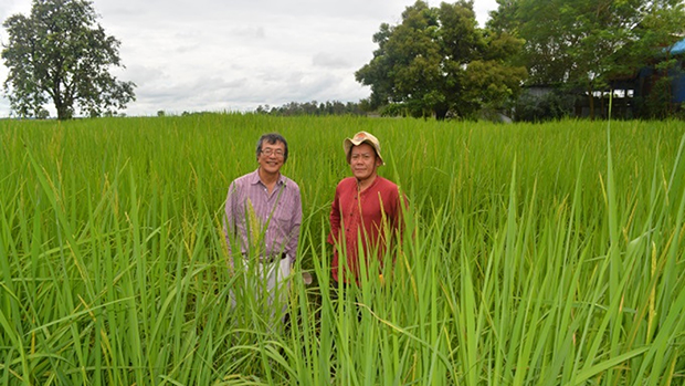 Emeritus Professor Shu Fukai and Dr Phetmanyseng Xangsayasane in rice field in Laos.