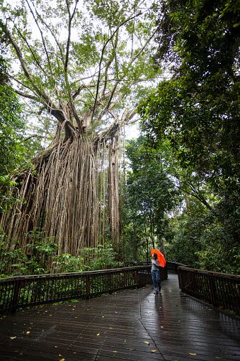 The historic Curtin Fig Tree in the Atherton Tablelands, Queensland.