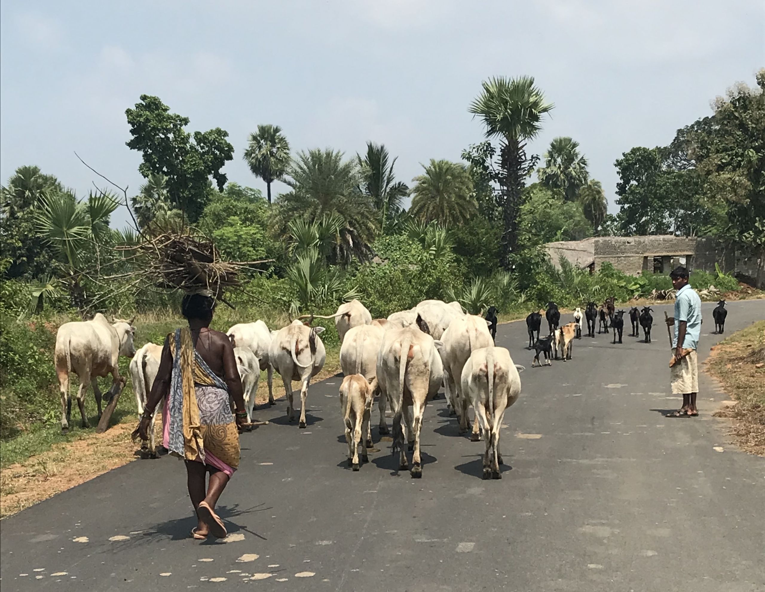 A family herding cattle and collecting firewood in Odisha, India. 