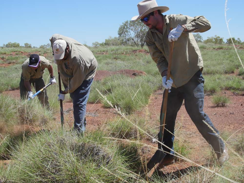 Dugalunji Aboriginal Corporation employees harvest spinifex grass on the outskirts of Camooweal