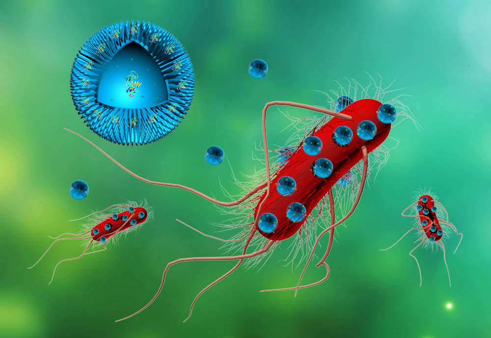 Artist&#39;s impression of the nanosphere cross-section (left) and nanospheres adhering to bacteria (right).