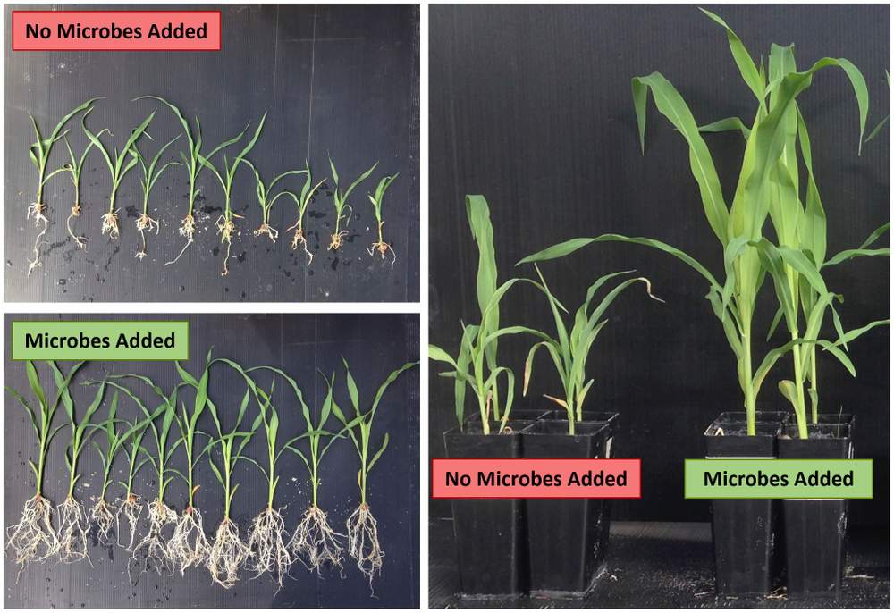 A putative beneficial bacteria, Enterobacter sp., promotes shoot and root growth of two-week-old maize seedlings.