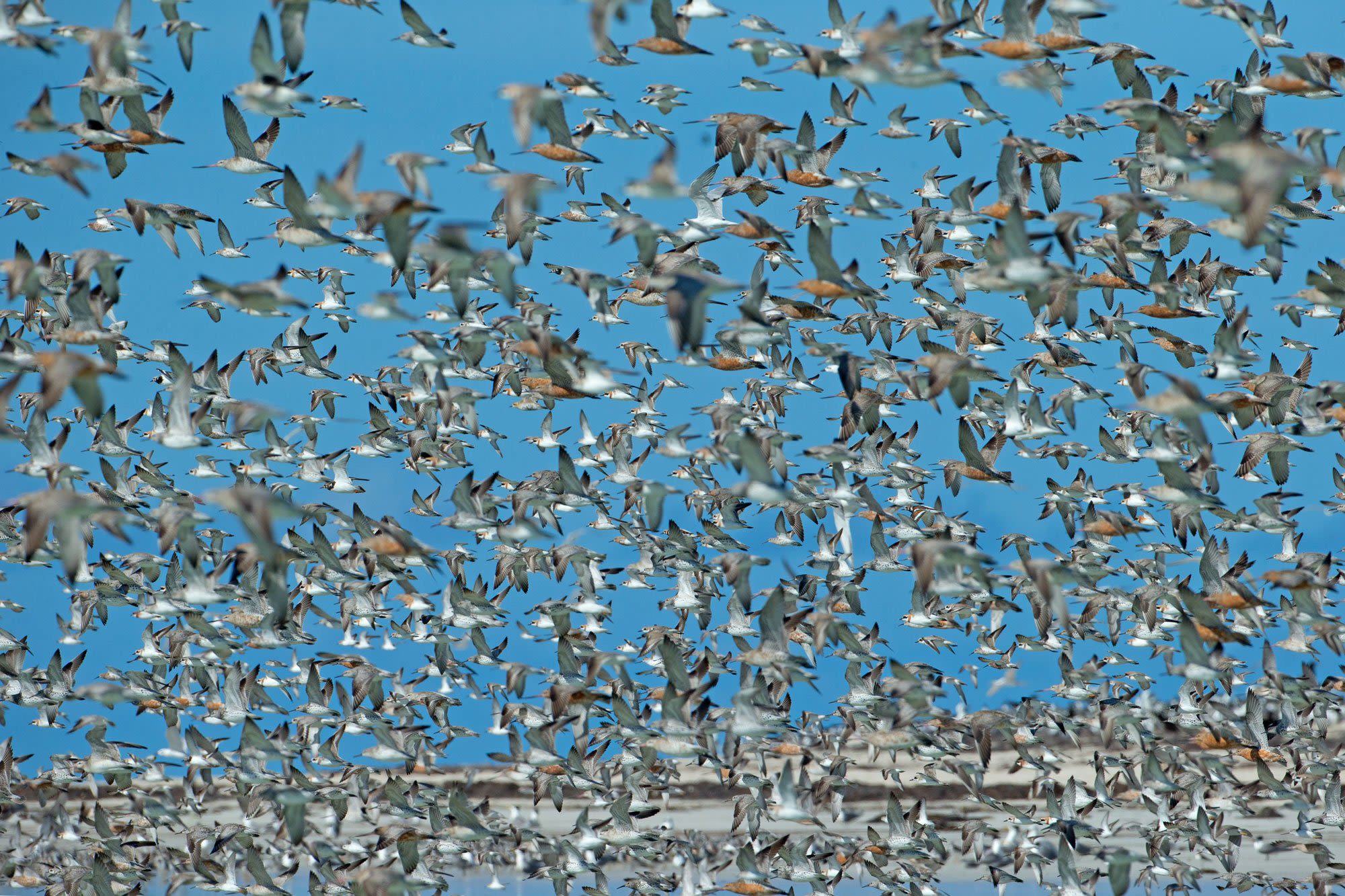Flock of birds in flight