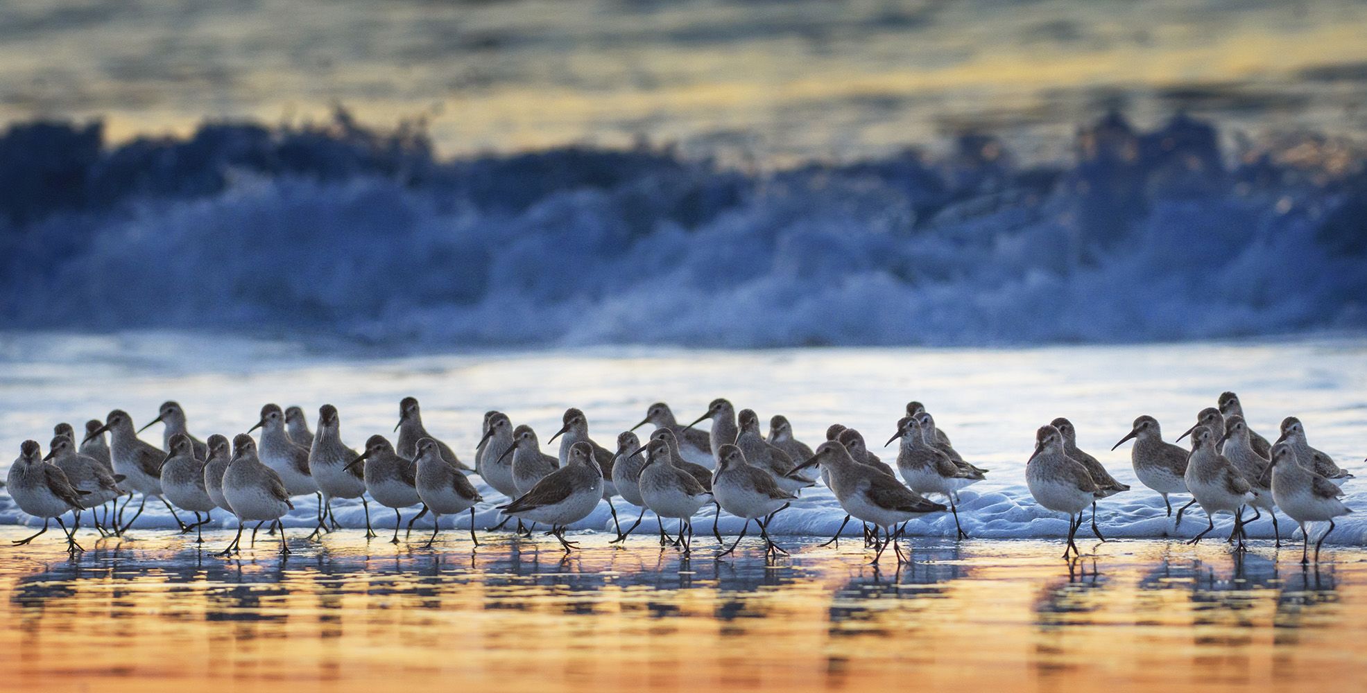 Flock of migratory shorebirds 