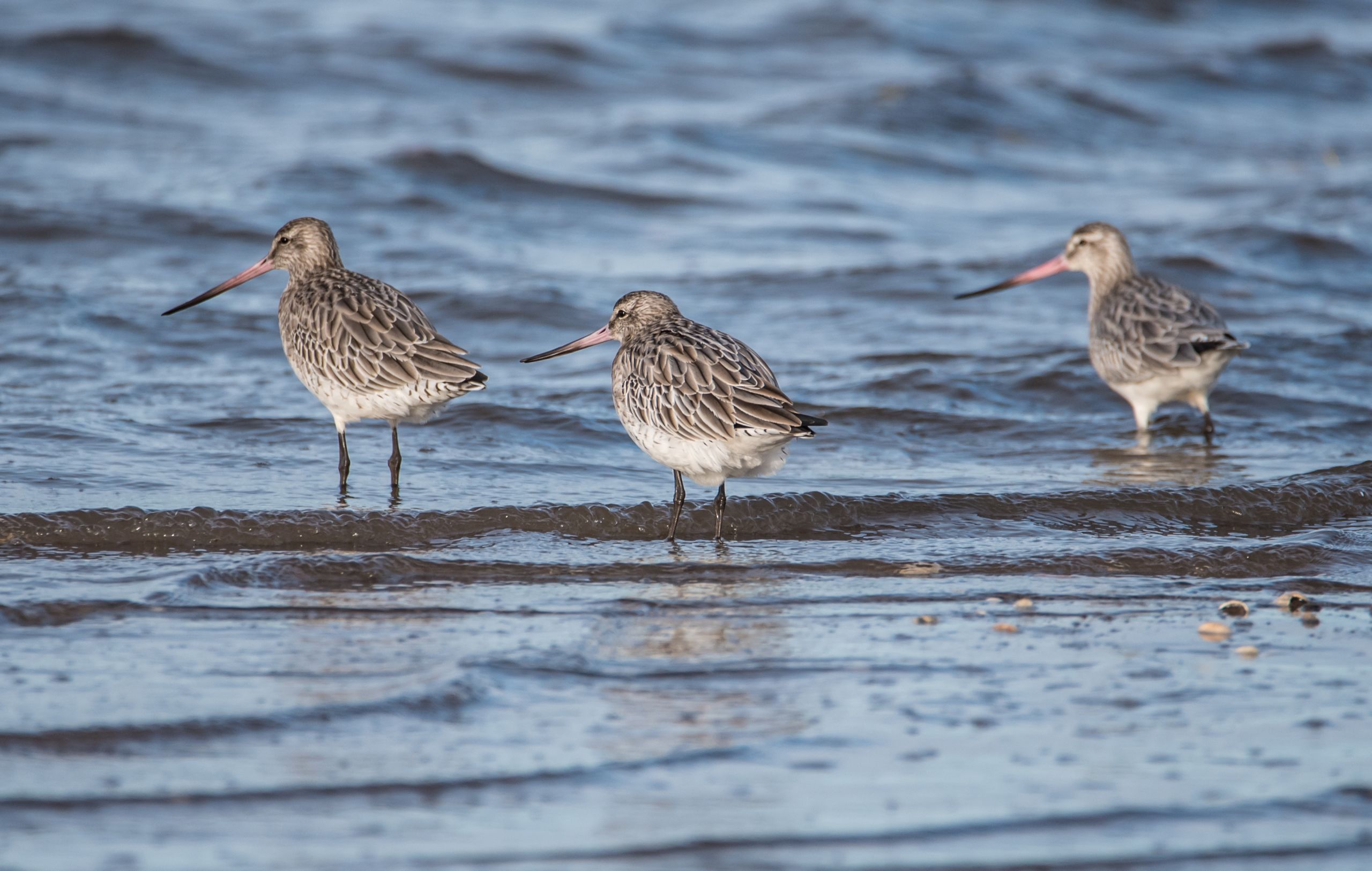 Three shorebirds in shallow water