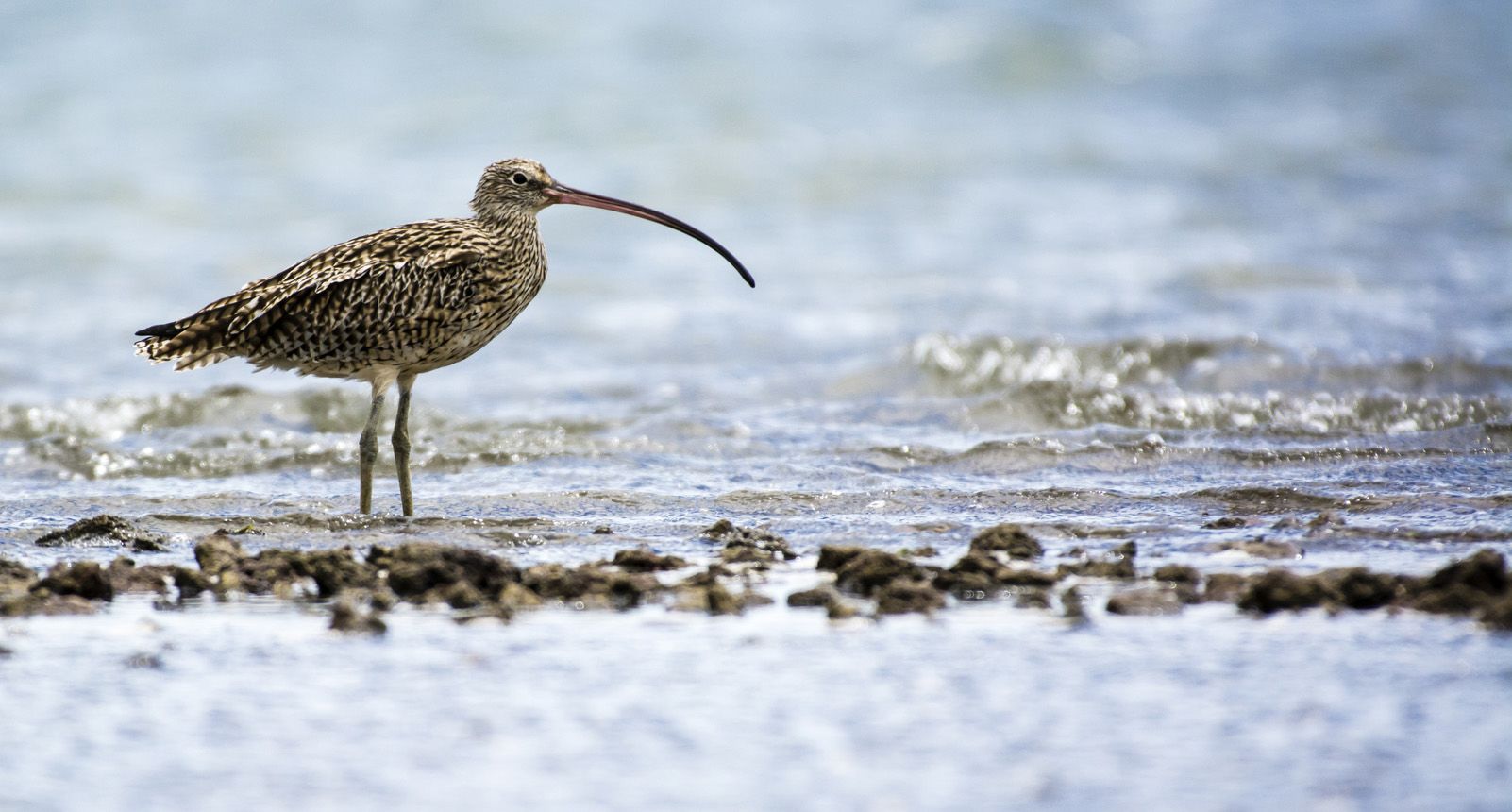 Eastern Curlew standing in shallow waters
