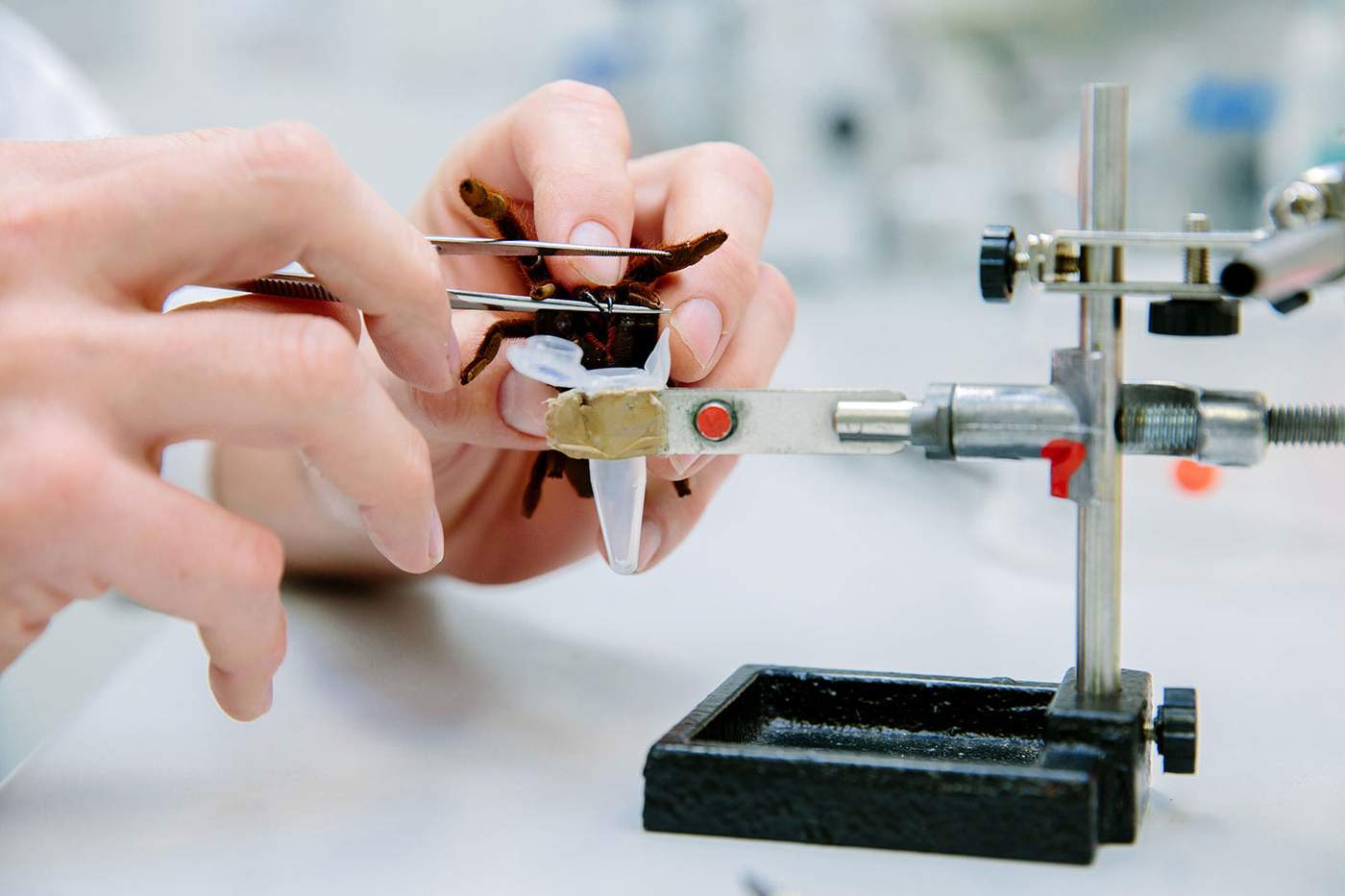 IMB researcher gently extracts spider venom in the lab.
