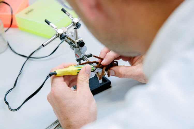 A researcher extracts venom from a spider, otherwise known as 'milking', at the IMB.