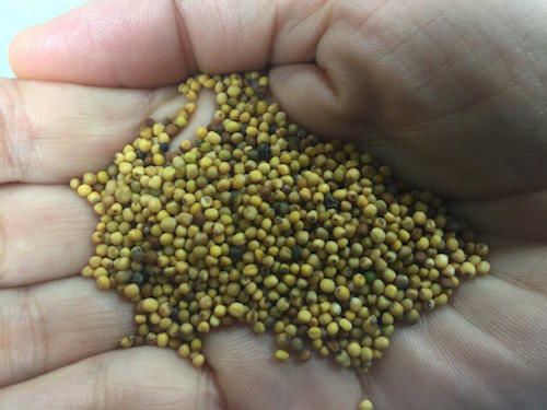 Harvested carinata grains