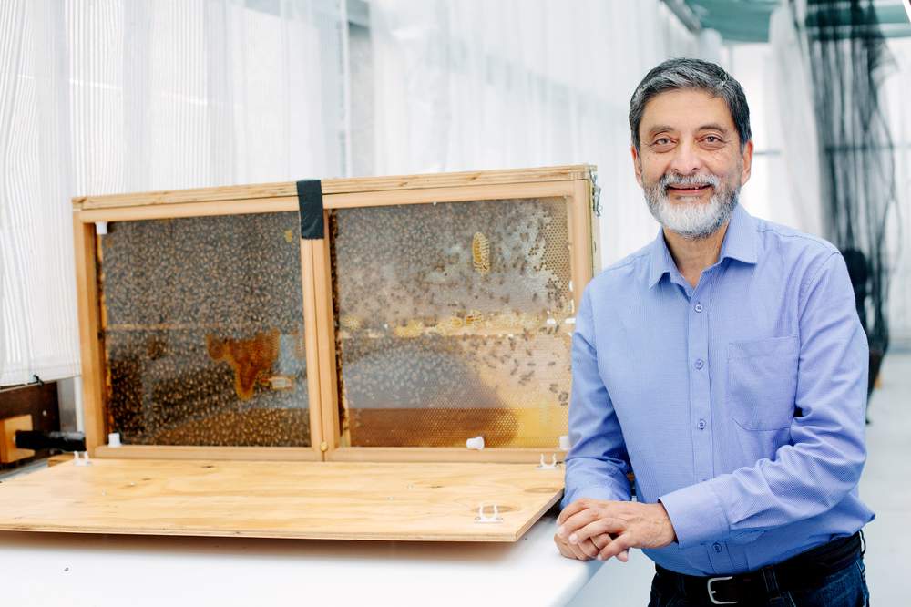 Professor Mandyam Srinivasan, Head of the Neuroscience of Vision and Aerial Robotics laboratory at the Queensland Brain Institute