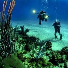 divers inspect coral