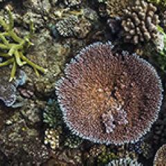 coral and algae under water
