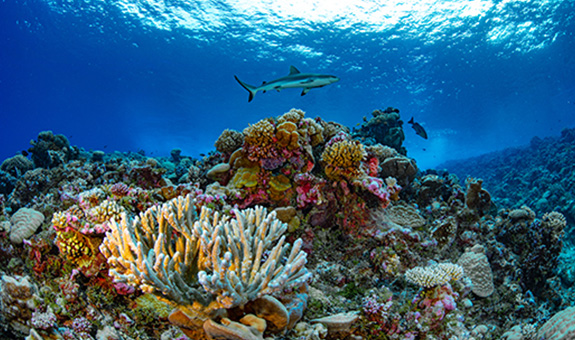Momentous mapping project helping save reefs