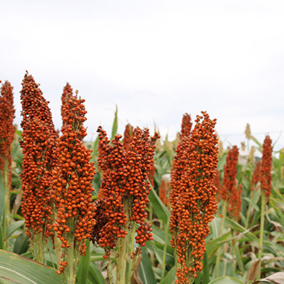 Grain size discovery boosts sorghum potential