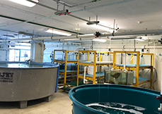 the tank and aquarium system in the wet lab