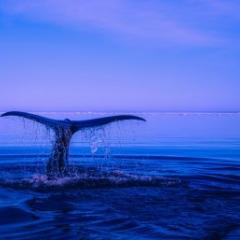 a whale's fluke above the water