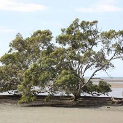 A tree in moreton bay