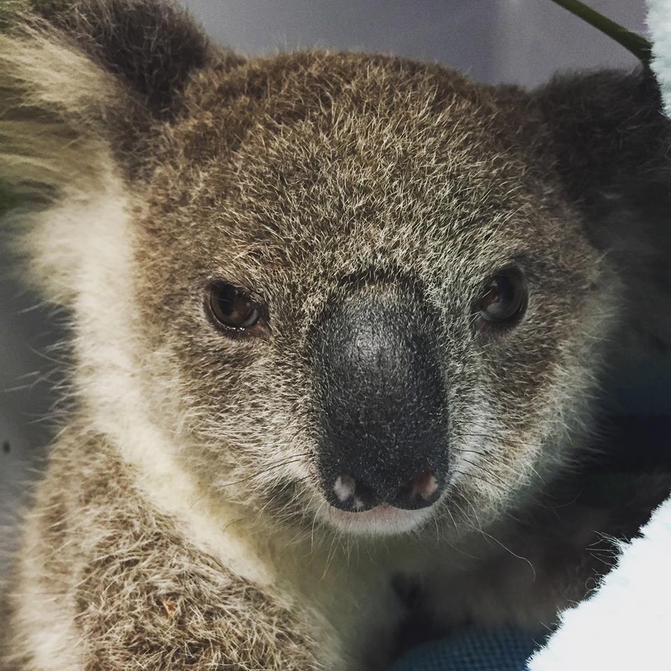 Bob the baby koala.