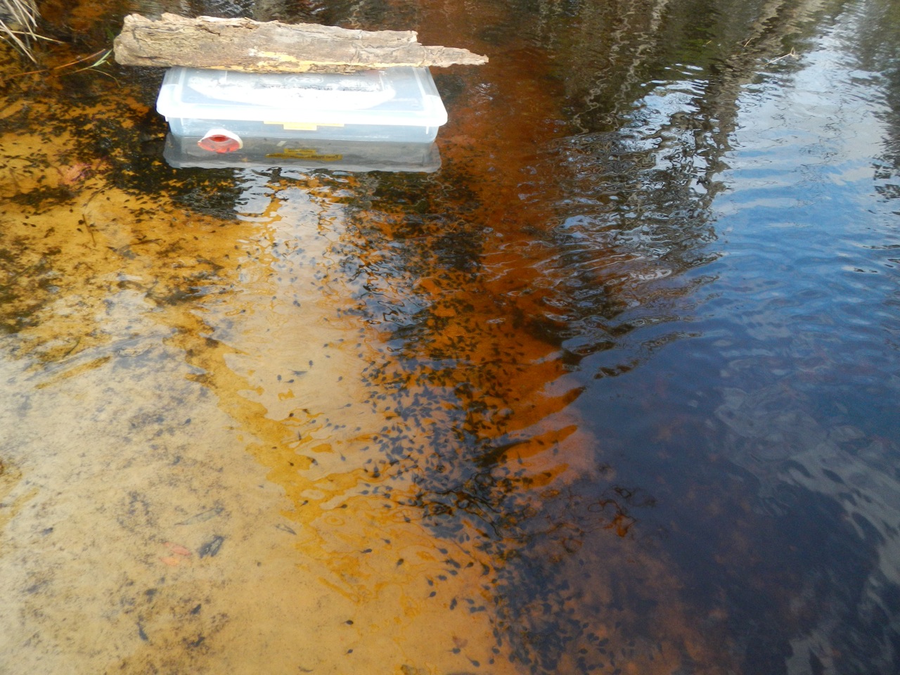 Trapping cane toad tadpoles