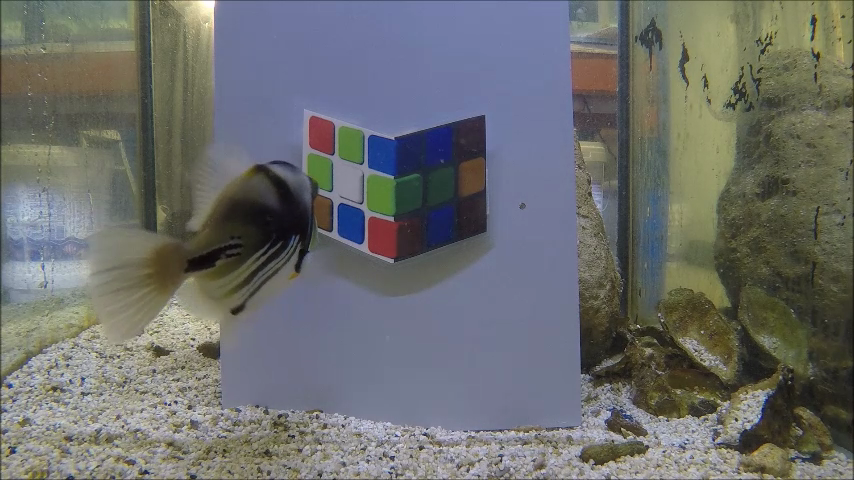 A triggerfish undertaking a "lightness cube illusion test"