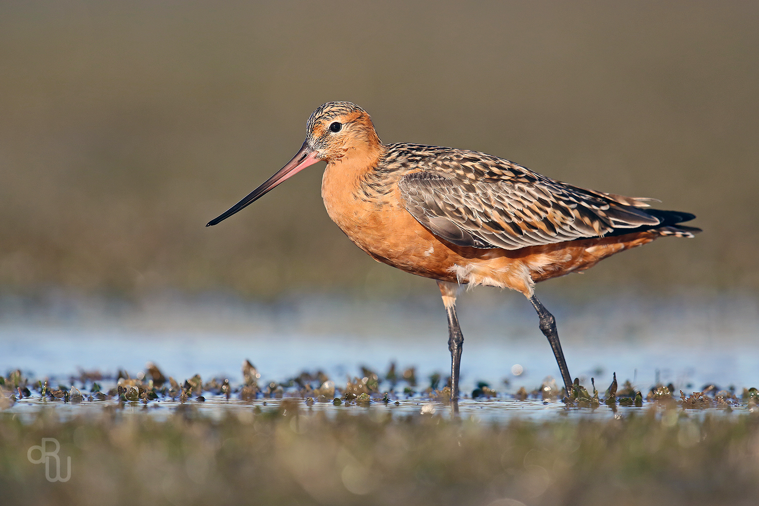 Bar-tailed godwit from Eastern Australia