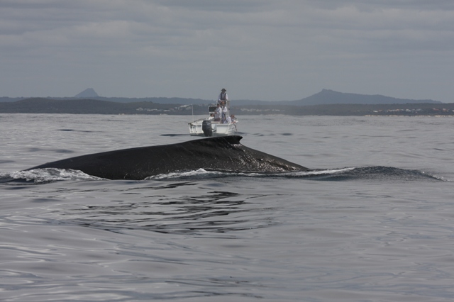 UQ research vessel Carmena