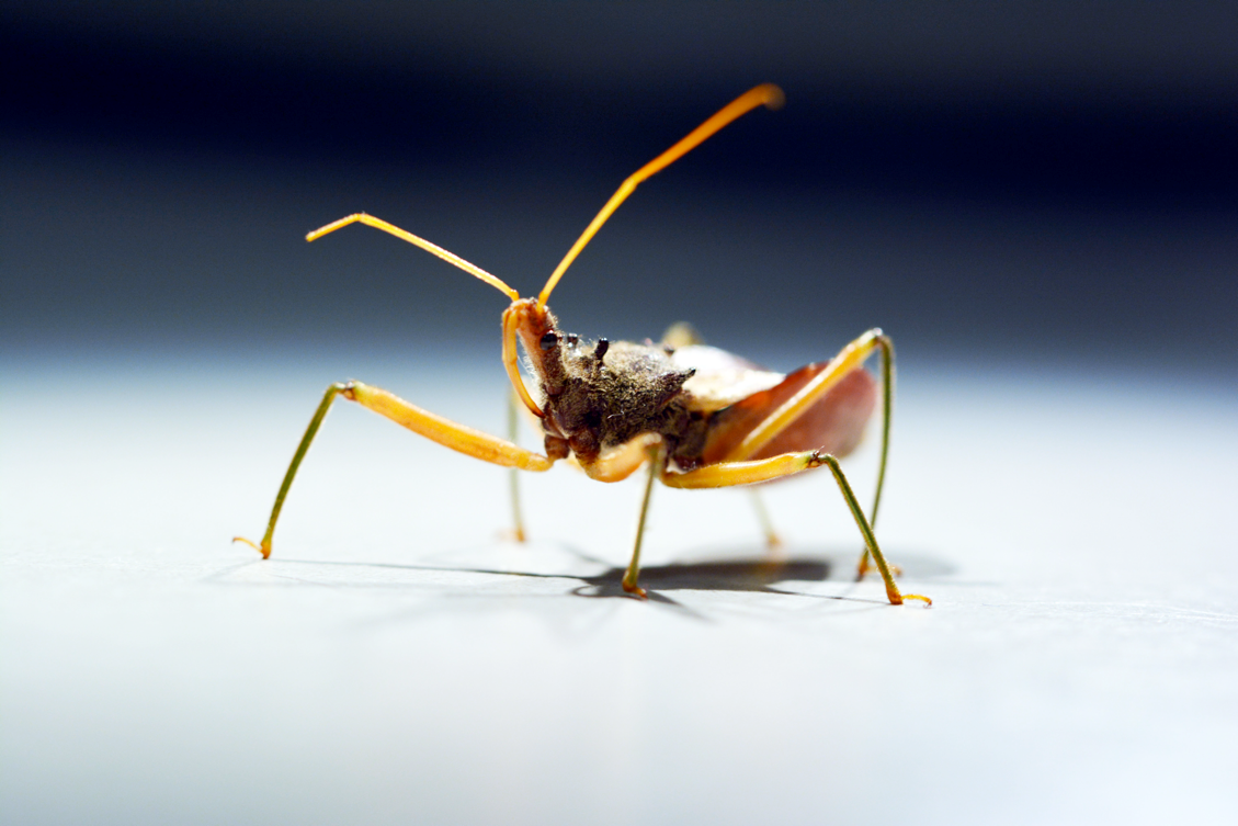 Assassin bug: photo Jiayi Jin 