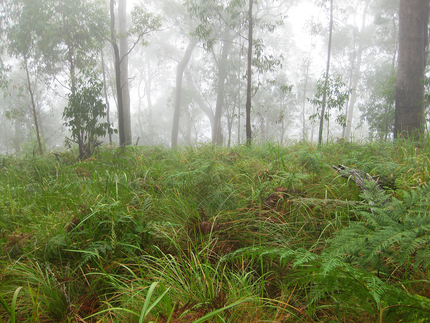 Mt Hutley