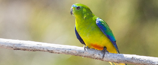 Orange-bellied parrot: credit J Ringma