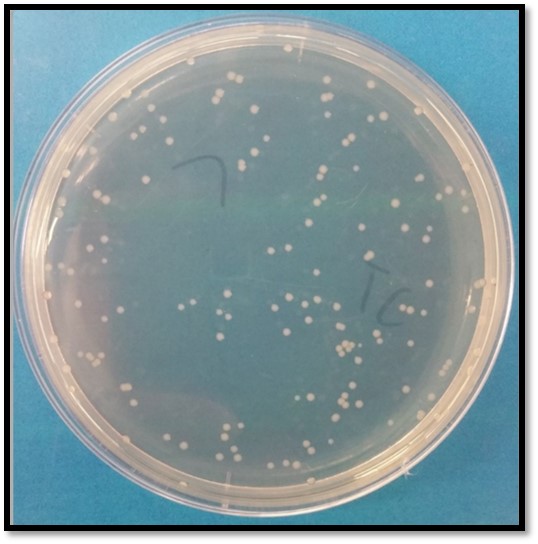 Experimental results of mutants induced by triclosan use