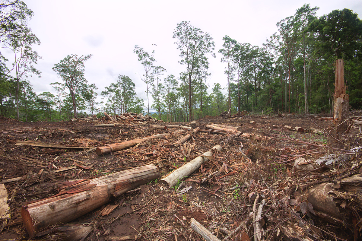 An example of logging in New South Wales, one of the pressures quickly destroying habitat for Australia's threatened species. Credit: Harley Kingston.
