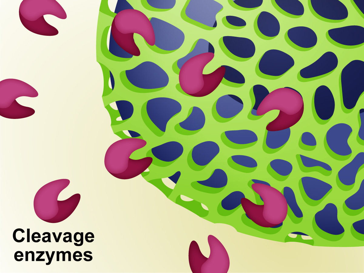 UQ researchers propose that when vitamin D levels drop, certain enzymes become unchecked and begin to break down perineuronal nets. (Nick Valmas, UQ)