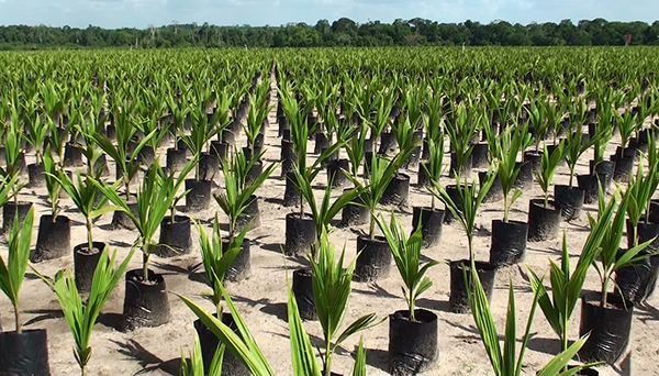 Healthy in vitro propagated coconut seedings