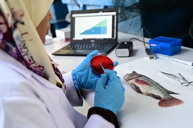 Sampling tilapia for rapid pathogen sequencing. Credit: WorldFish