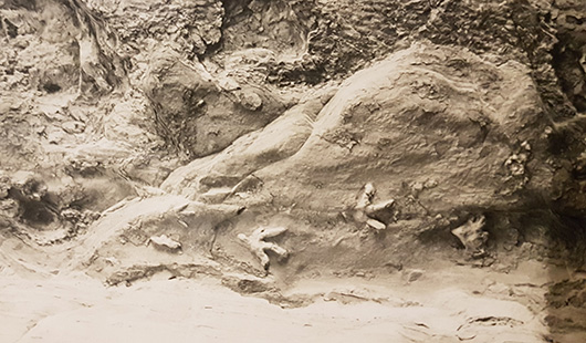 top left - The dinosaur trackways on the cave ceiling at Mount Morgan (c. 1954)