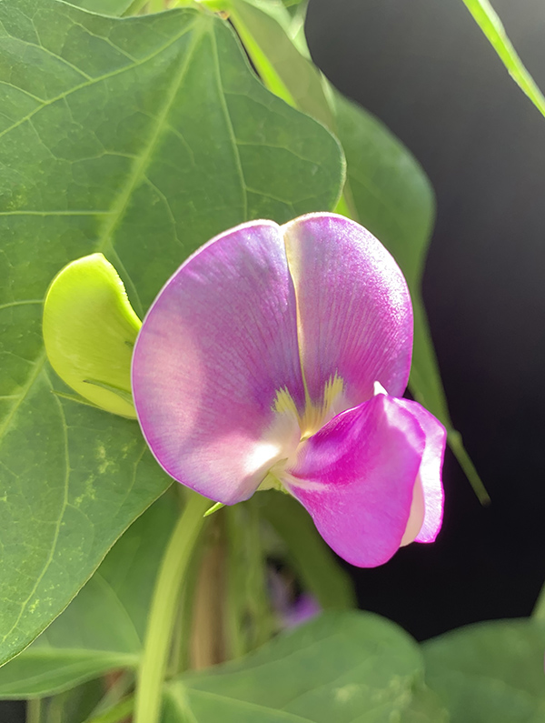 Cowpea plant in flower