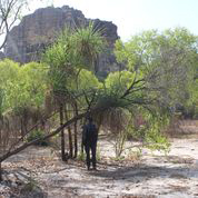 Anna Florin collecting anyakngarra fruits on Mirarr Country in the Kakadu region of northern Australia. 