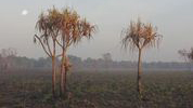 Anyakngarra (Pandanus spiralis) growing on the Magela Creek floodplain, Mirarr Country, northern Australia. 