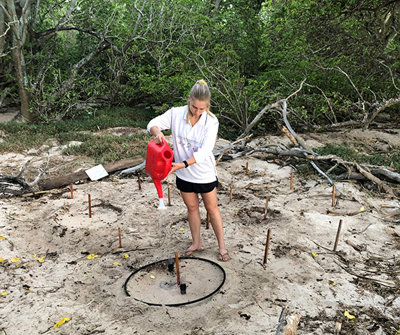 Irrigating turtle nests on Heron Island as part of the Turtle Cooling Project. Credit: Chris Hof/WWF-Australia.