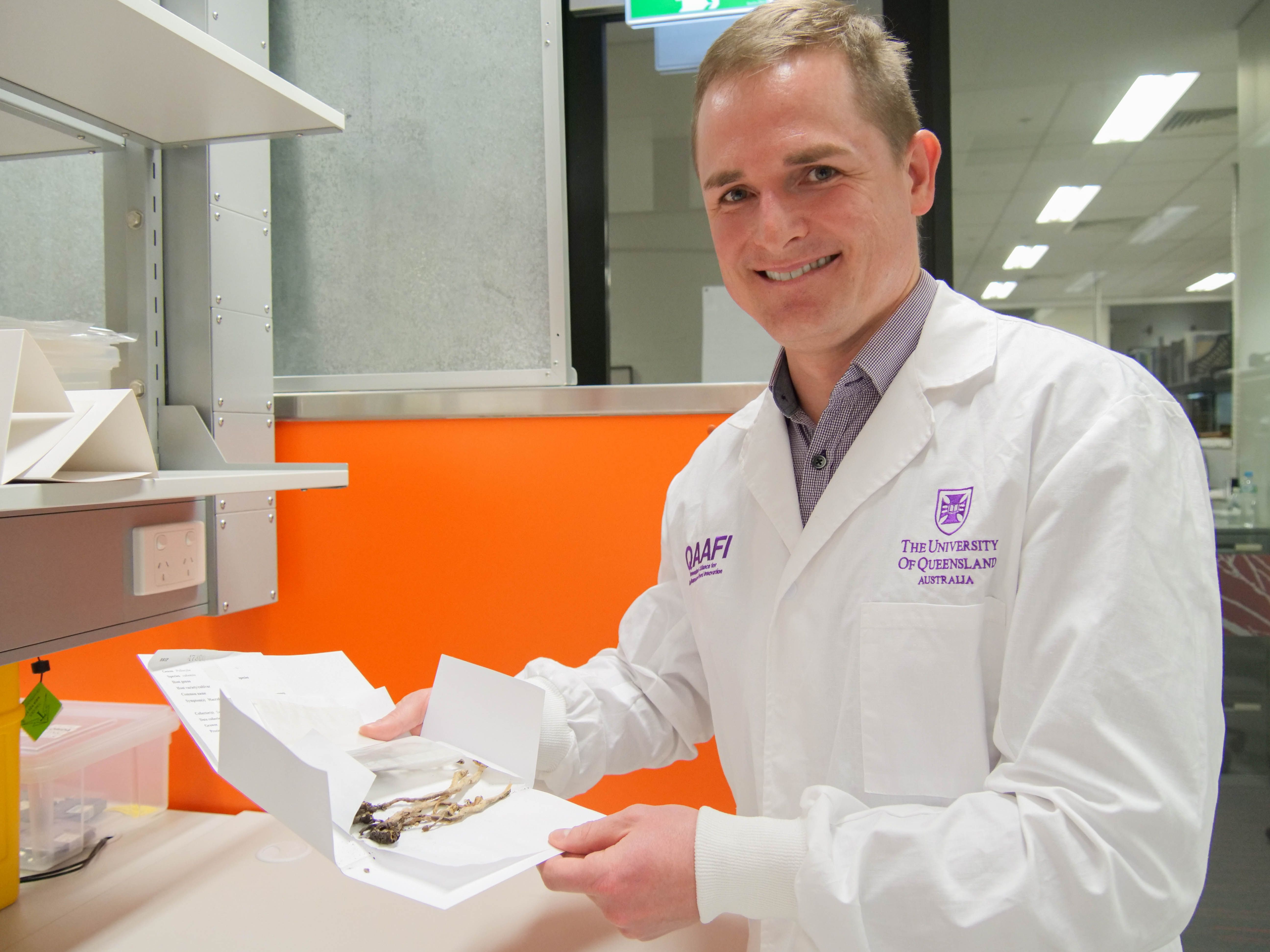 Image: Dr Alistair McTaggart holding a sample of dried Psilocybe subaeruginosa in his research laboratory.