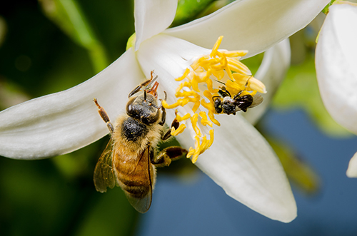 Regular honey bee and stingless bee. (c)Tobias Smith
