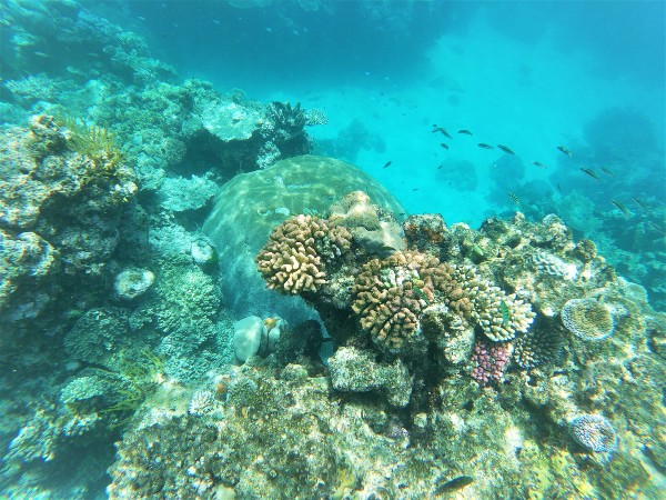 Underwater shot of colourful coral reef.