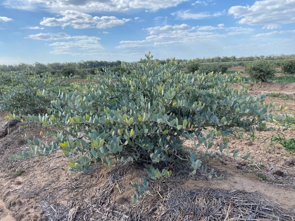 Jojoba shrub at Inglewood, Queensland. Photo: University of Queensland